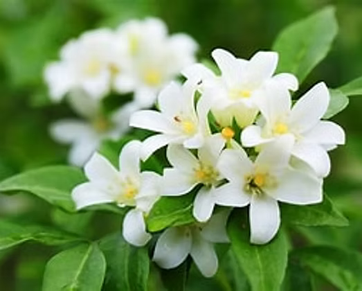 Blooming Jasmine