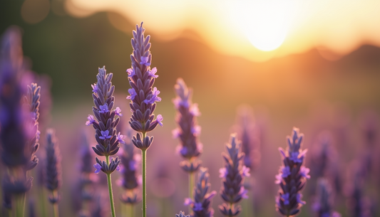 Unraveling the Mysterious Power of Fragrances: How Scents Shape Your Home's Ambiance